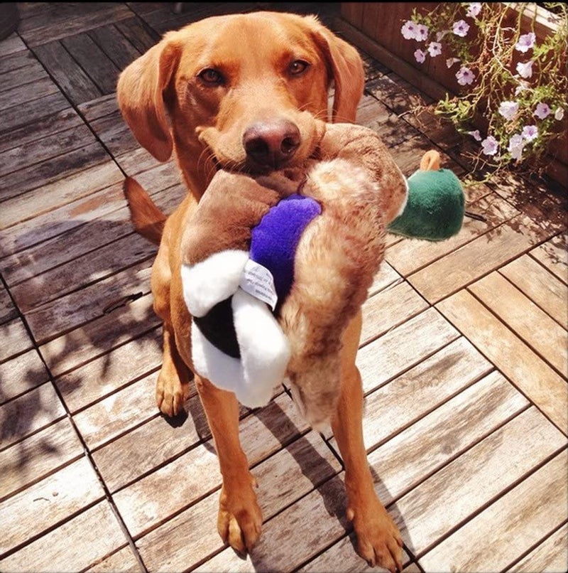 Fluff & Tuff Wally Mallard Pet Toy - Image 2